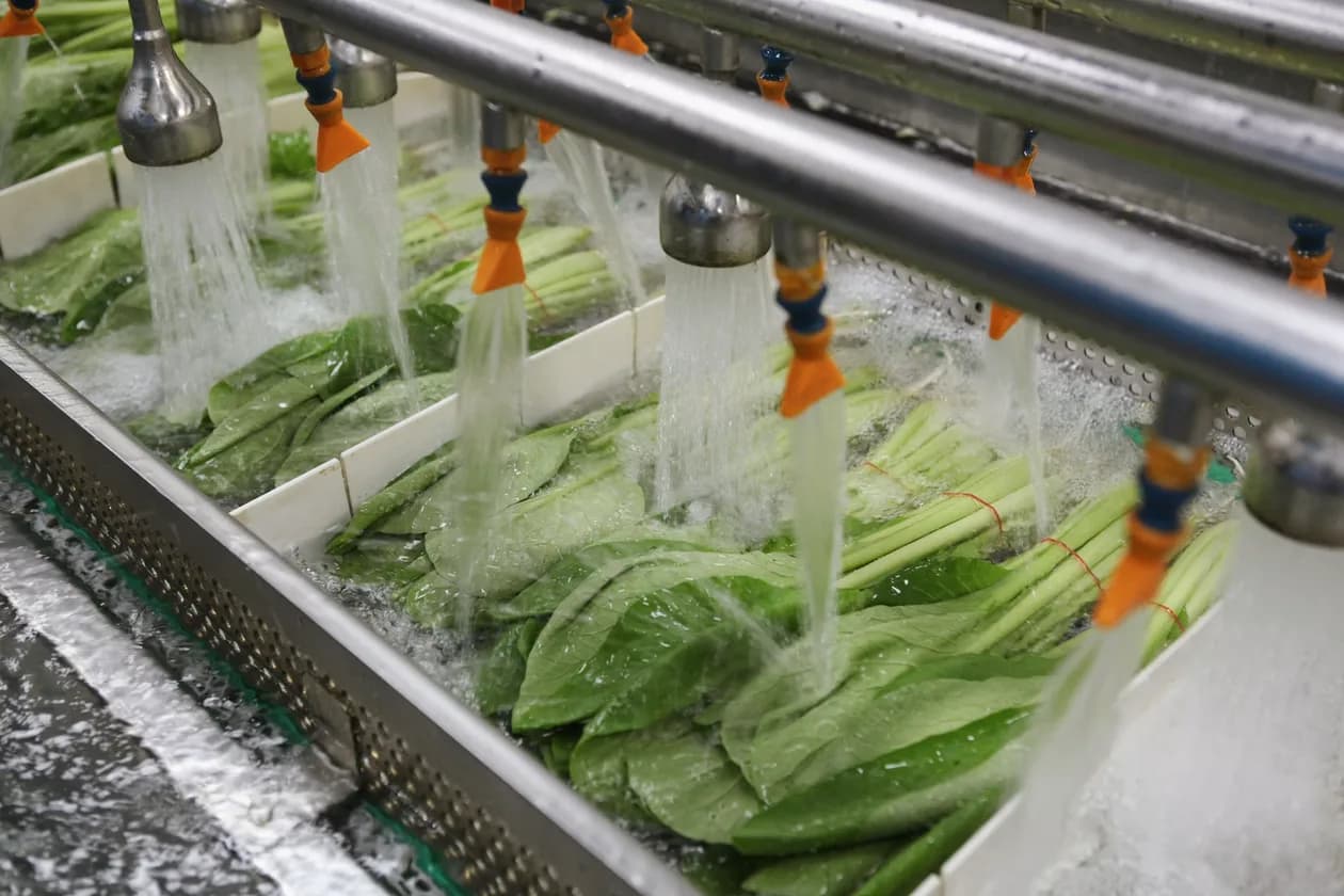 Ligne de lavage de légumes en agroalimentaire